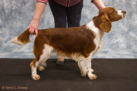 Welsh Springer Spaniel Club of South Wales Champ Show 25-03-2018, held at Chepstow, Wales.