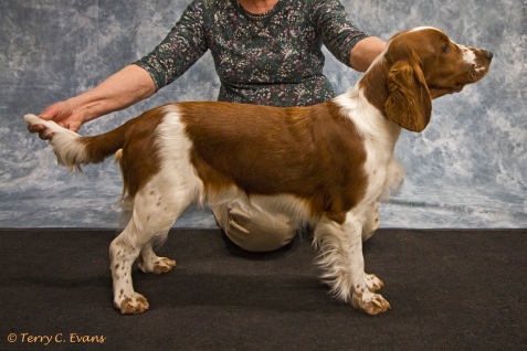 Welsh Springer Spaniel Club of South Wales Champ Show 25-03-2018, held at Chepstow, Wales.