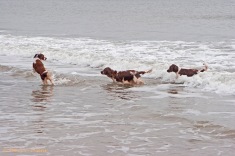 Welsh Springer Spaniel Club of South Wales annual Christmas walk at Oxwich Bay, Gower, Swansea