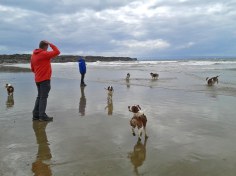 Welsh Springer Spaniel Club of South Wales - Walk at Kenfig Reserve near Porthcawl, south Wales