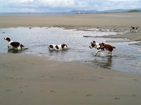 Welsh Springer Spaniel Club of South Wales - Walk at Kenfig Reserve near Porthcawl, south Wales