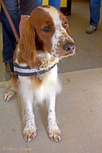 Welsh Springer Spaniel Club of South Wales Grooming Day 6th October 2019