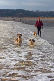 Welsh Springer Spaniel Club of South Wales annual Christmas walk at Oxwich Bay, Gower, Swansea - 2019