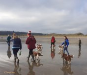 Welsh Springer Spaniel Club of South Wales annual Christmas walk at Oxwich Bay, Gower, Swansea - 2019