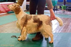 Welsh Springer Spaniel Club of South Wales Open Show 09-02-2020, held at The Drill Hall, Chepstow, Wales.