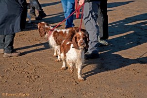 Welsh Springer Spaniel Club of South Wales Autumn Dog Walk at Barry Island