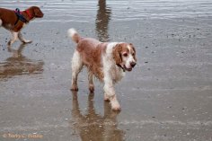 Welsh Springer Spaniel Club of South Wales - New Year's Dog Walk at Oxwich Bay