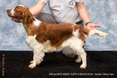 Welsh Springer Spaniel Club of South Wales Champ Show 06-02-2022