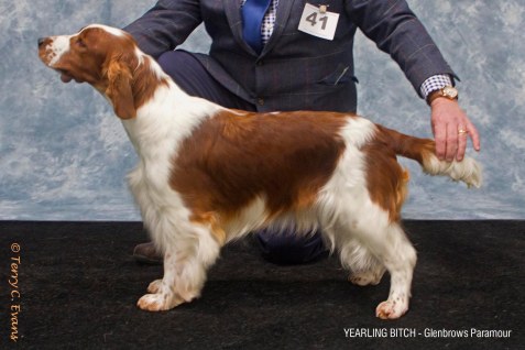 Welsh Springer Spaniel Club of South Wales Champ Show 06-02-2022