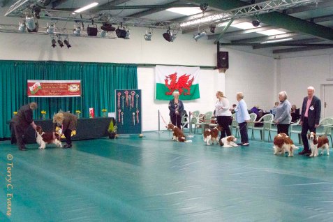 Welsh Springer Spaniel Club of South Wales Champ Show 26-03-2023, held at Forest Oak Farm, Lydney, Glos, GL15 4LN.