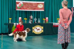 Welsh Springer Spaniel Club of South Wales Champ Show 26-03-2023, held at Forest Oak Farm, Lydney, Glos, GL15 4LN.
