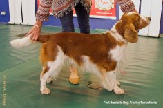 Welsh Springer Spaniel Club of South Wales Open Show 24-09-2023