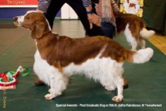Welsh Springer Spaniel Club of South Wales Open Show 24-09-2023