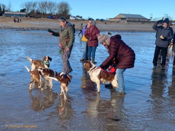 WSSCSW New Year Dog Walk to Oxwich Bay, Gower, Swansea