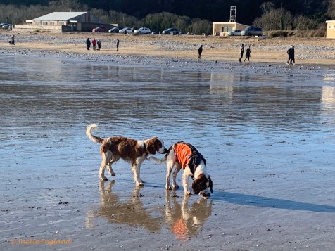 WSSCSW New Year Dog Walk to Oxwich Bay, Gower, Swansea