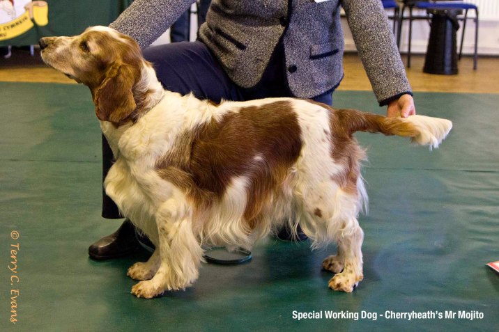 Welsh Springer Spaniel Club of South Wales Open Show 11-02-2024