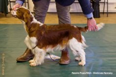 Welsh Springer Spaniel Club of South Wales Open Show 11-02-2024